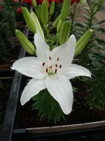 [5012 NewWave No02.JPG]